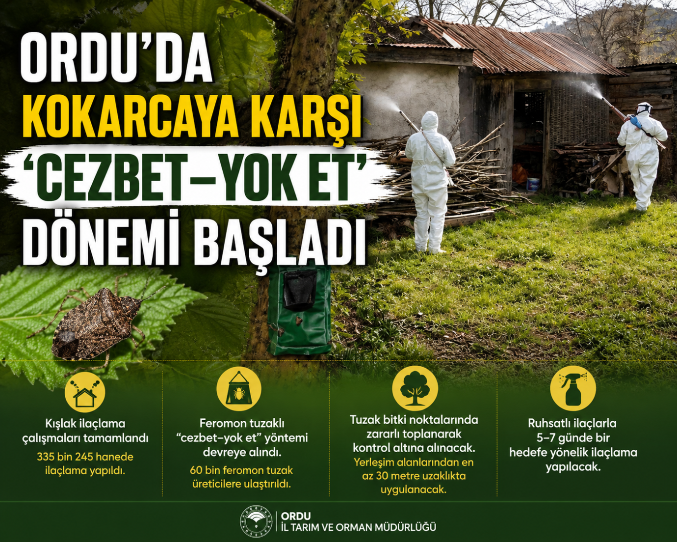 ORDU’DA KAHVERENGİ KOKARCAYA KARŞI “CEZBET–YOK ET” DÖNEMİ BAŞLADI