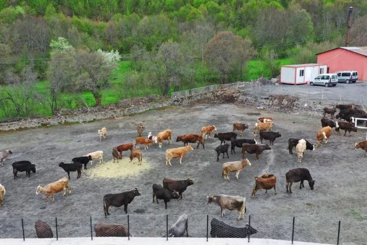 Hayvan bakım otelinden inekler kaçırıldı