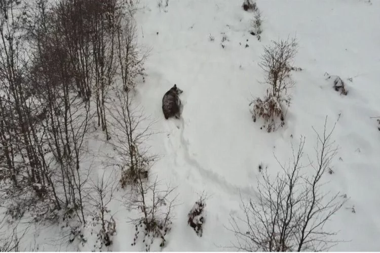Ordu'da Kış Uykusuna Yatamayan Ayı Dron İle Görüntülendi