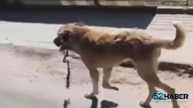 Aybastı’da Ağzına Çengel Takılan Köpek Tedavi Altına Alındı