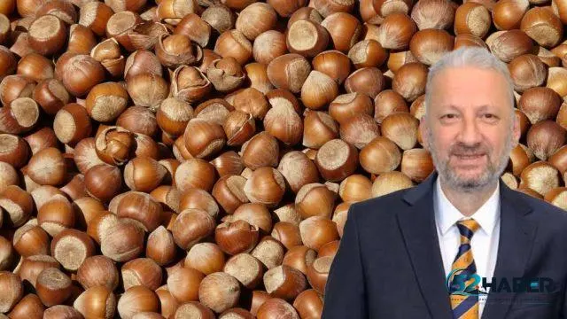 Fındık üreticilerine branda uyarısı: Ürünle temas ettirmeyin