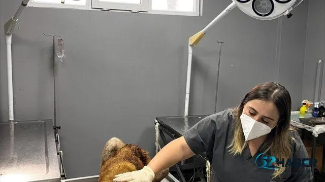 Aybastı’da Yaralanan Sahipsiz Köpeğe Veteriner Müdahalesi